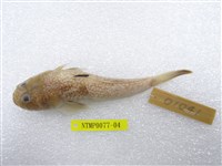 藏品(日本瞻星魚)的圖片